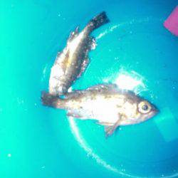 キーホルダやんの巻