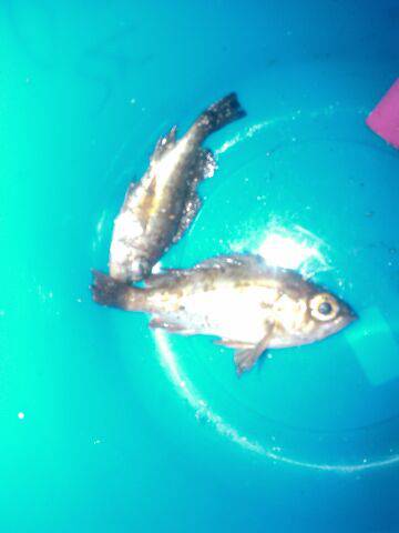 キーホルダやんの巻