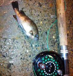 フライフィッシングでメバル調査