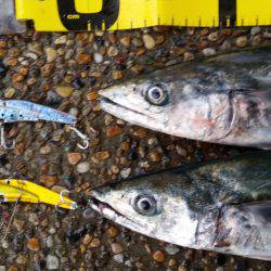 サゴシ！まだまだいける