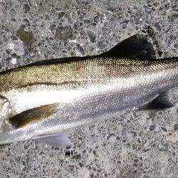 シーバス好調！