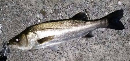 シーバス好調！