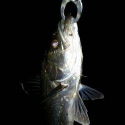 シーバスゲット！