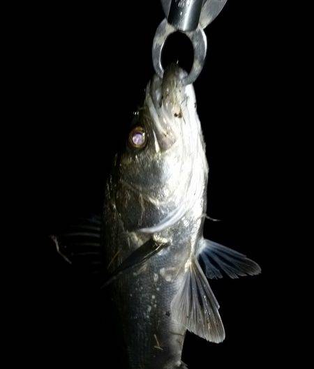 シーバスゲット！