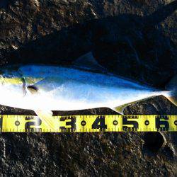 南紀の地磯でメジロ