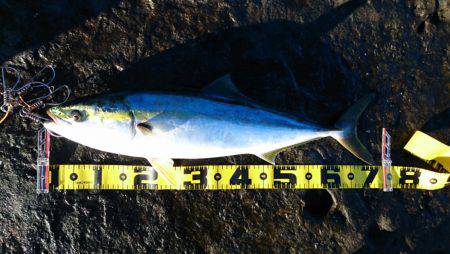 南紀の地磯でメジロ