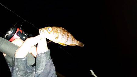 メバリング爆！