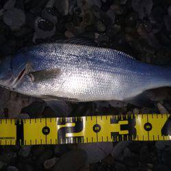 煙樹でヒラスズキ