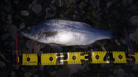 煙樹でヒラスズキ