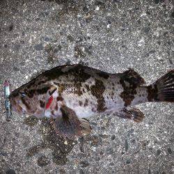 バチパターン開催か?