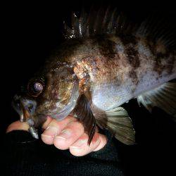 高活性メバリング