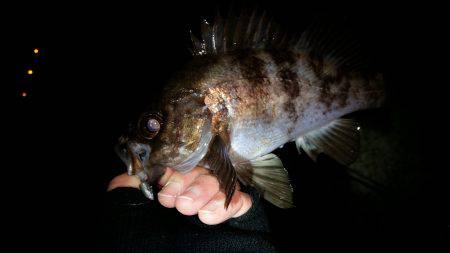 高活性メバリング