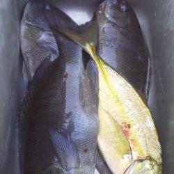 グレ3匹・・・・シマアジ1匹・・・・グレ釣りは難しい・・・