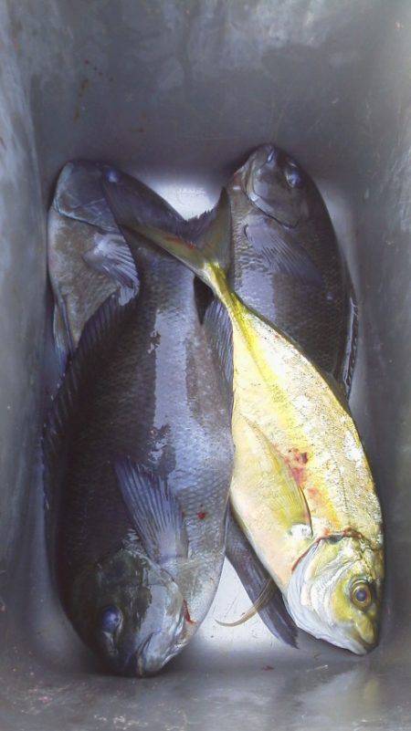 グレ3匹・・・・シマアジ1匹・・・・グレ釣…