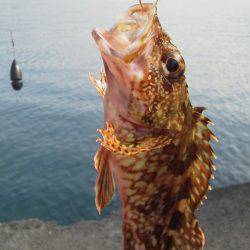 ガシラ・18cm・・・