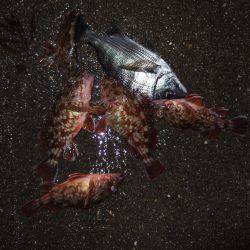 ガッシーは裏切らない。