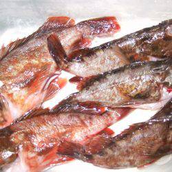 西中島にてリベンジ