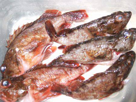 西中島にてリベンジ