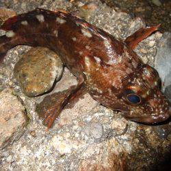 アジ狙い撃沈。