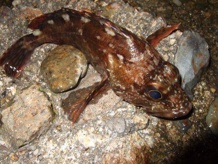 アジ狙い撃沈。