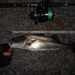 湾奥シーバス。徐々にサイズアップか？。