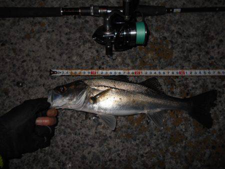 湾奥シーバス。徐々にサイズアップか？。