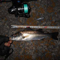 波止際で良型シーバス♪。