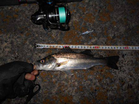 波止際で良型シーバス♪。