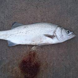 ファミリーフィッシング＋α