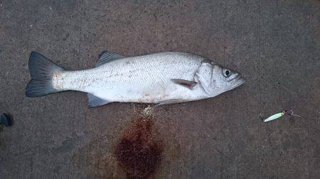 ファミリーフィッシング＋α