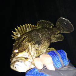 ガシリング。久しぶりの釣果！