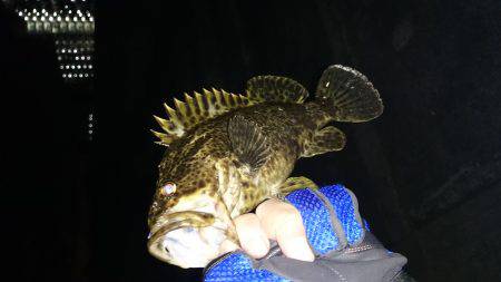 ガシリング。久しぶりの釣果！