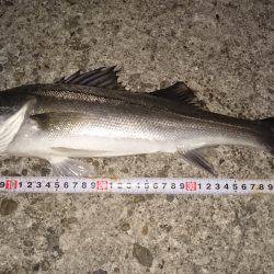 久しぶりの20UP♪