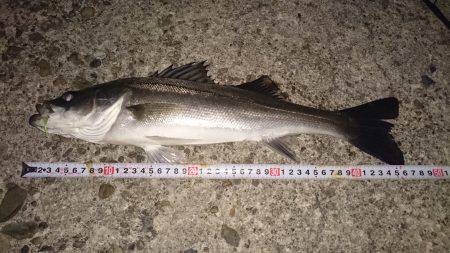 久しぶりの20UP♪