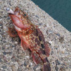 虫ヘッドでガシラ