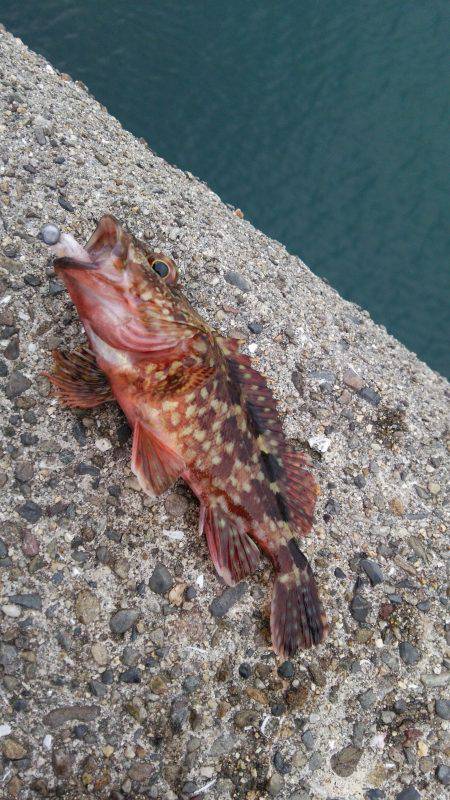 虫ヘッドでガシラ