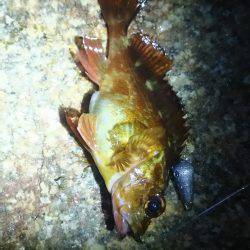 あまりの寒さに短時間