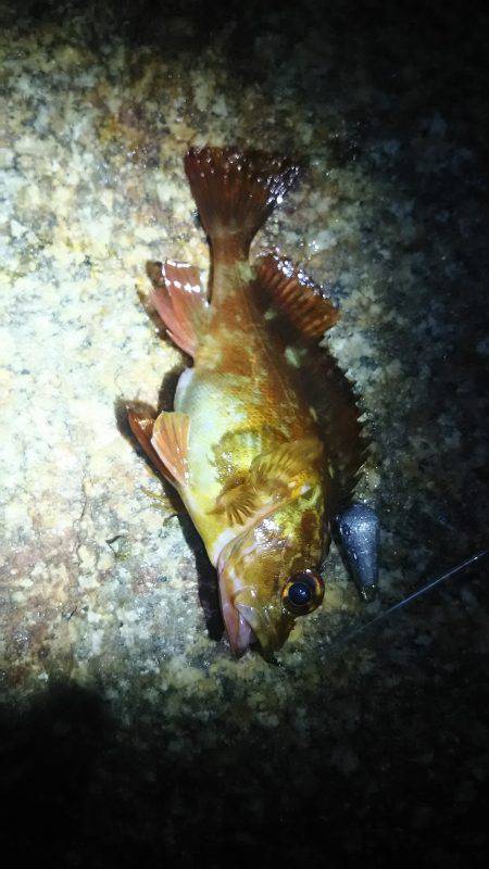 あまりの寒さに短時間