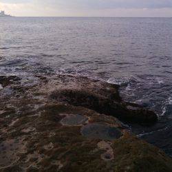 南紀日置でメジロ