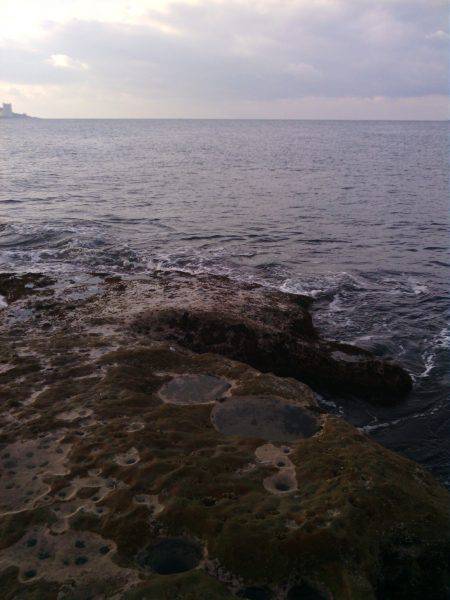 南紀日置でメジロ