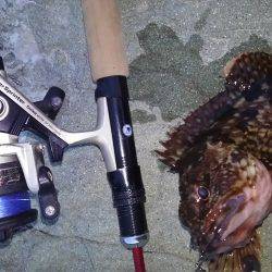 コウイカ狙いのはずが