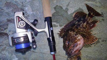 コウイカ狙いのはずが