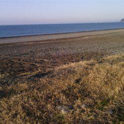 煙樹ヶ浜サゴシ