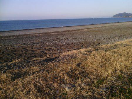 煙樹ヶ浜サゴシ