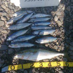 メジロ・カツオ祭り