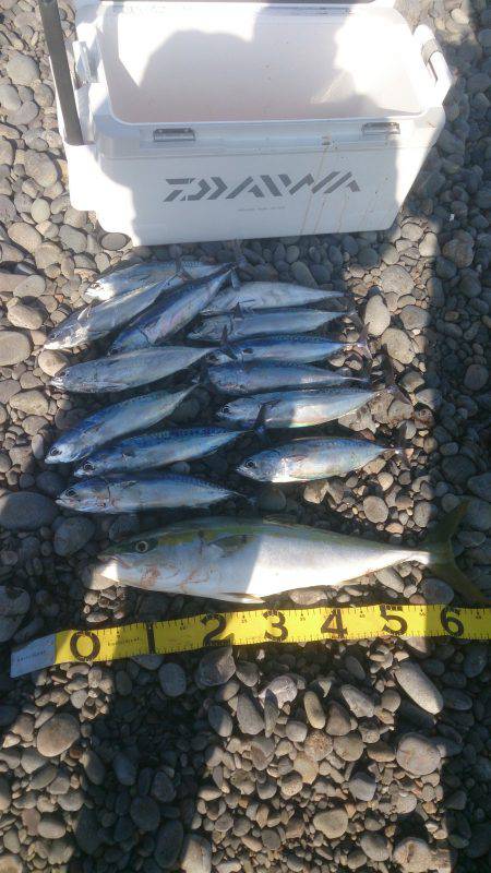 メジロ・カツオ祭り