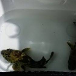 やっとｷｰﾌﾟｻｲｽﾞ