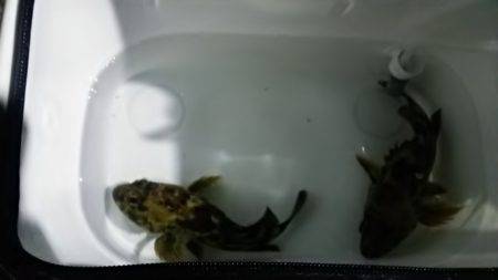 やっとｷｰﾌﾟｻｲｽﾞ