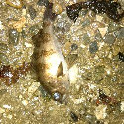 またしても強風。