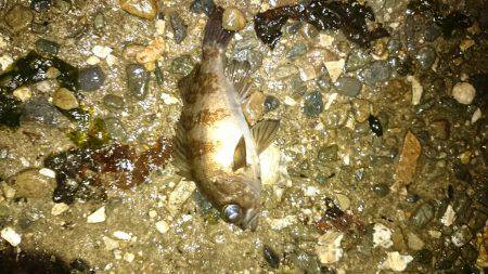 またしても強風。